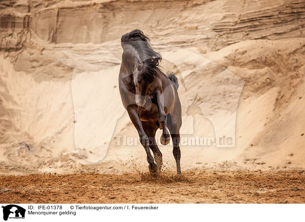 Menorquiner Wallach / Menorquiner gelding / IFE-01378