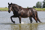 Minorcan in the water