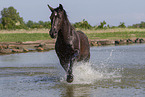 Minorcan in the water