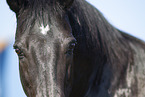 Minorcan eye