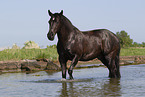 Minorcan in the water