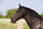 Minorcan Portrait