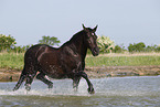 Minorcan in the water