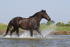 Minorcan in the water