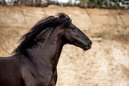 Menorquiner gelding