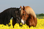 2 horses