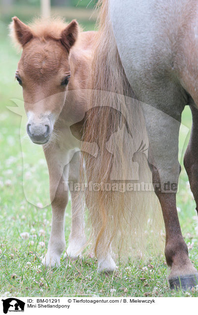 Mini Shetlandpony / BM-01291