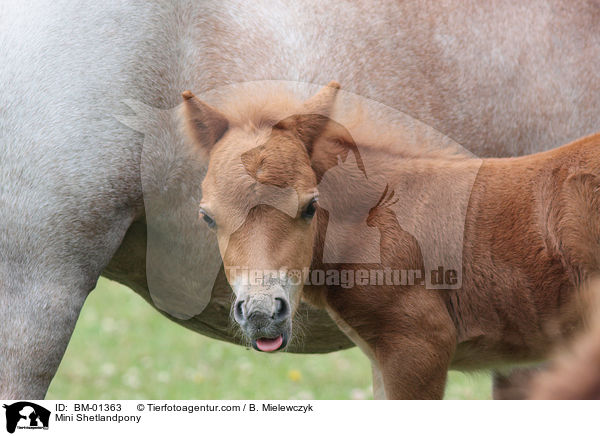 Mini Shetlandpony / Mini Shetlandpony / BM-01363