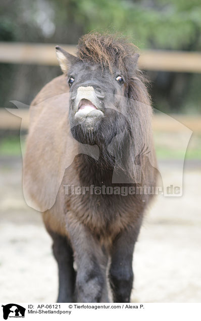 Mini-Shetlandpony / Mini-Shetlandpony / AP-06121