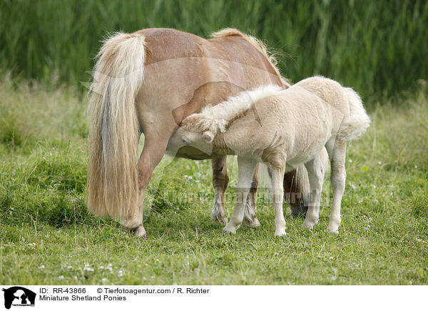 Miniature Shetland Ponies / RR-43866