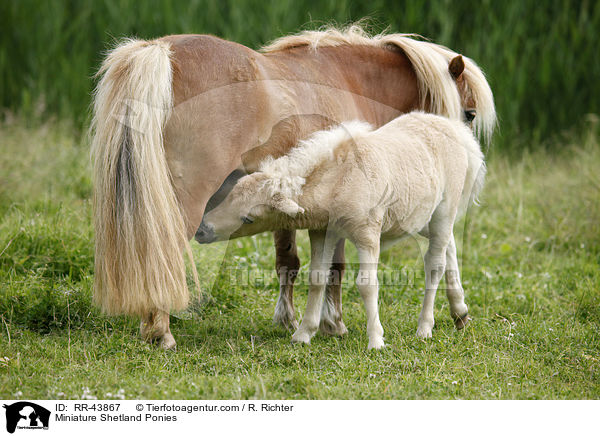 Mini Shetland Ponies / Miniature Shetland Ponies / RR-43867