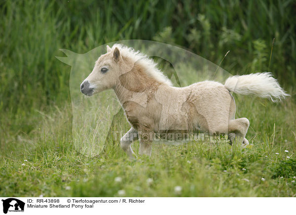 Miniature Shetland Pony foal / RR-43898