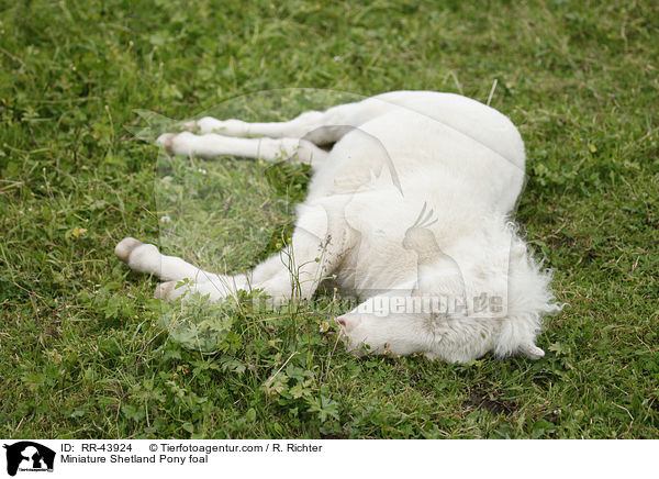 Miniature Shetland Pony foal / RR-43924