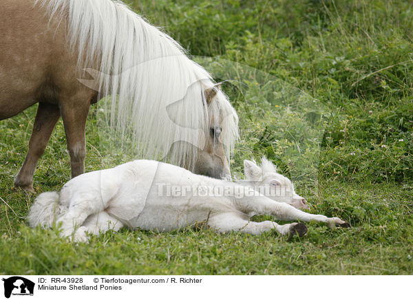 Miniature Shetland Ponies / RR-43928