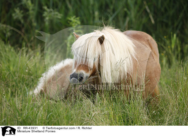 Miniature Shetland Ponies / RR-43931