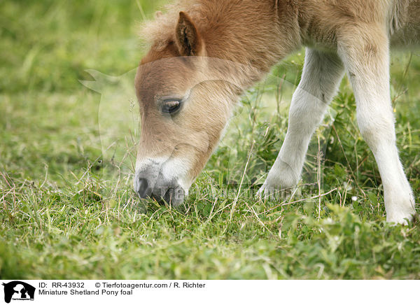 Miniature Shetland Pony foal / RR-43932