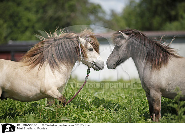 Mini Shetland Ponies / RR-53630