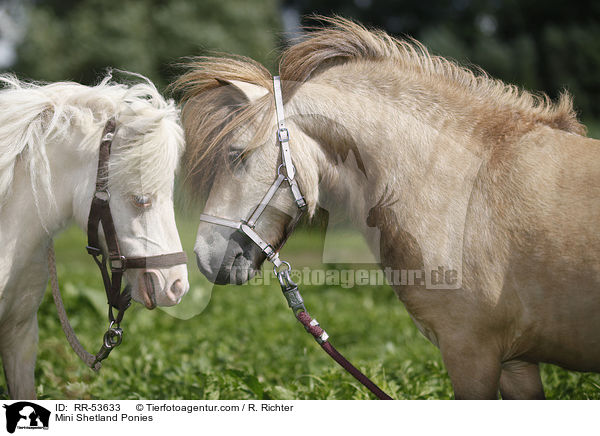 Mini Shetland Ponies / Mini Shetland Ponies / RR-53633