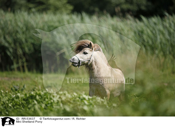 Mini Shetland Pony / RR-53637