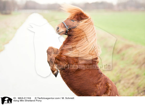 steigendes Mini Shetlandpony / rising Mini Shetland Pony / MAS-01164