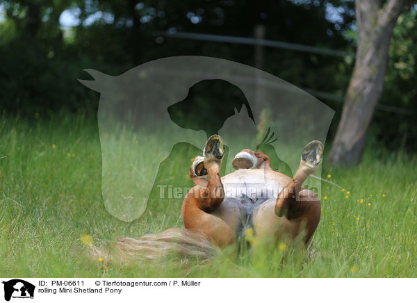 rolling Mini Shetland Pony / PM-06611