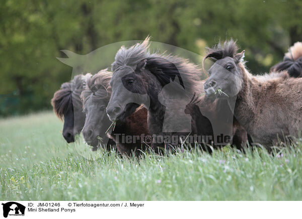 Mini Shetland Ponys / JM-01246