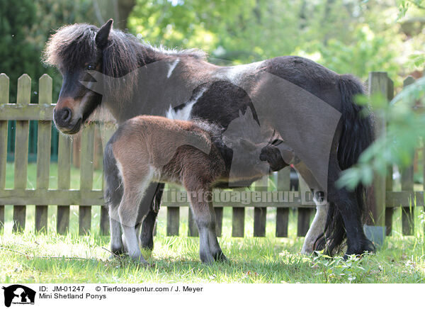 Mini Shetland Ponys / JM-01247
