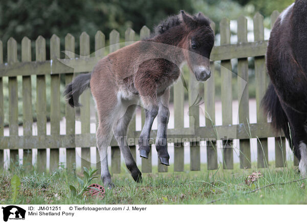 Mini Shetlandpony / Mini Shetland Pony / JM-01251