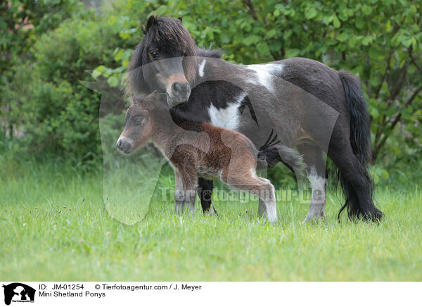 Mini Shetland Ponys / JM-01254