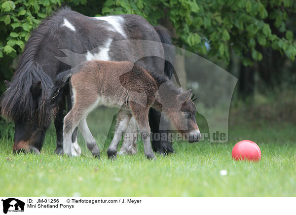 Mini Shetland Ponys / JM-01256