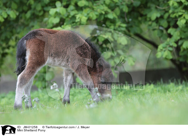 Mini Shetland Pony / JM-01258