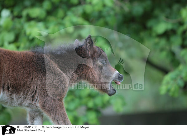 Mini Shetland Pony / JM-01260
