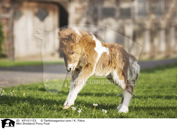 Mini Shetland Pony Foal / KFI-01153