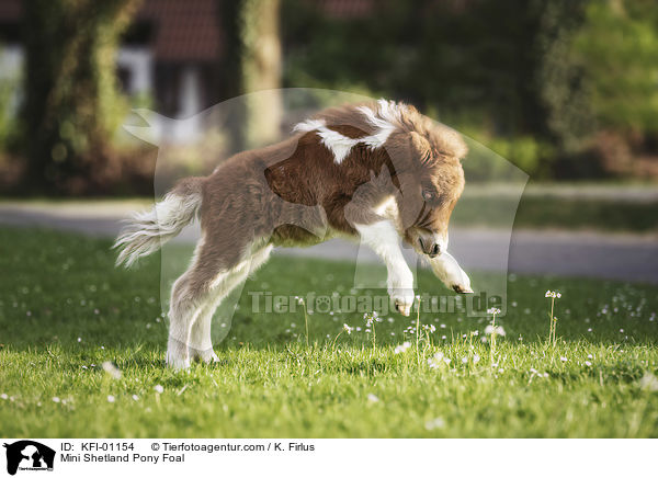 Mini Shetland Pony Foal / KFI-01154