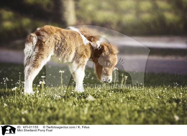Mini Shetland Pony Foal / KFI-01155