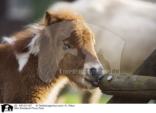 Mini Shetland Pony Foal / KFI-01157