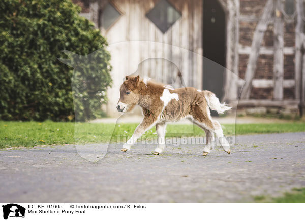 Mini Shetland Pony Foal / KFI-01605
