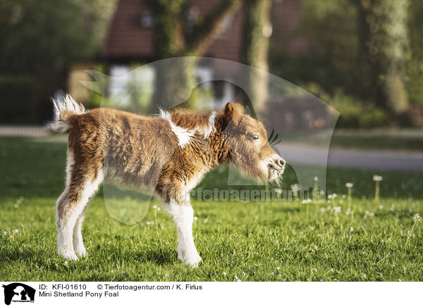 Mini Shetland Pony Foal / KFI-01610