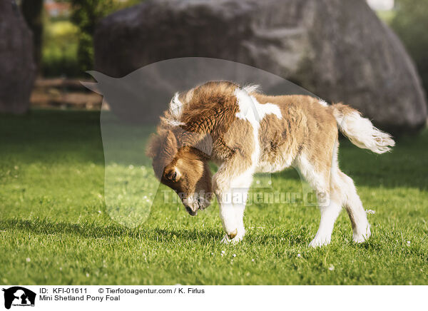 Mini Shetland Pony Foal / KFI-01611