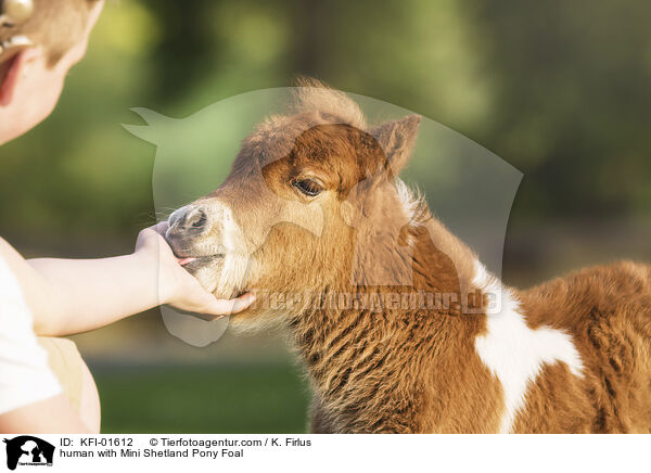 human with Mini Shetland Pony Foal / KFI-01612
