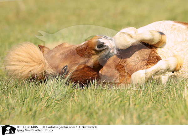 lying Mini Shetland Pony / HS-01485