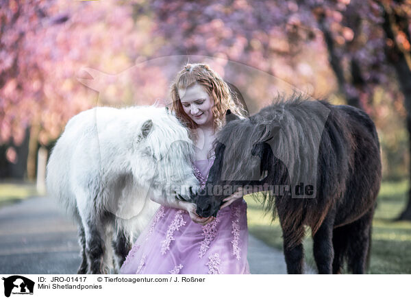 Mini Shetlandponies / JRO-01417