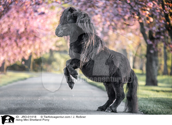 steigender Mini Shetlandpony / rising Mini Shetland Pony / JRO-01418