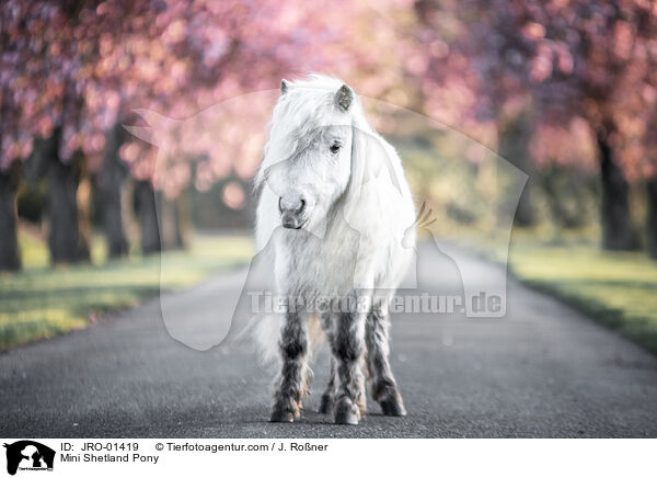 Mini Shetland Pony / JRO-01419