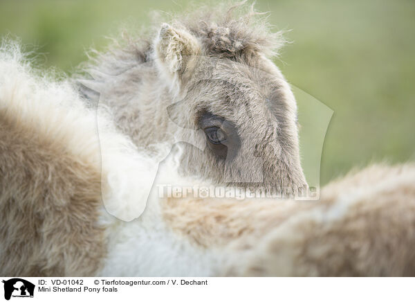 Mini Shetland Pony foals / VD-01042