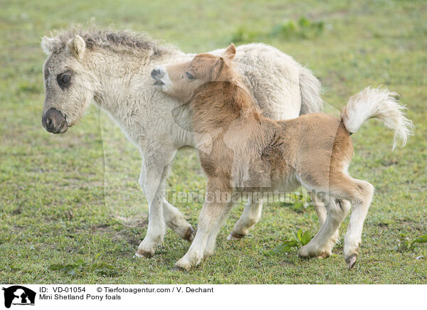 Mini Shetland Pony foals / VD-01054