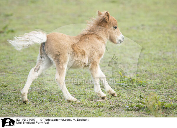 Mini Shetland Pony foal / VD-01057