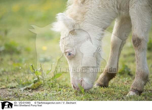 Mini Shetland Pony foal / VD-01060