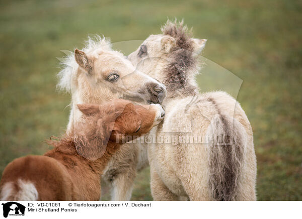 Mini Shetland Ponies / VD-01061