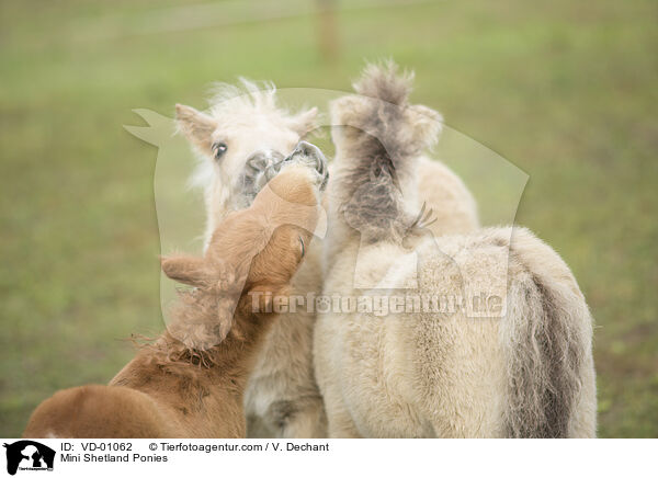 Mini Shetland Ponies / VD-01062